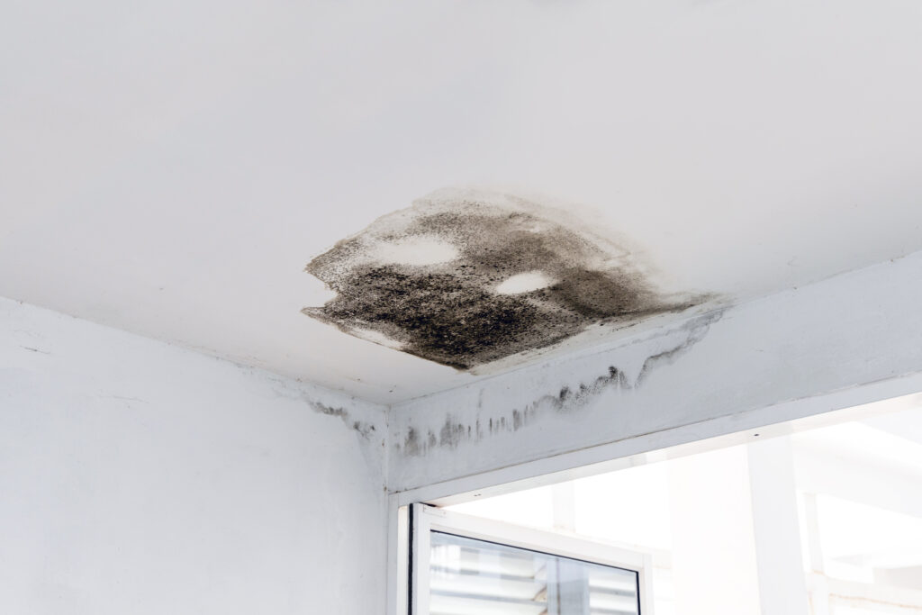 mold