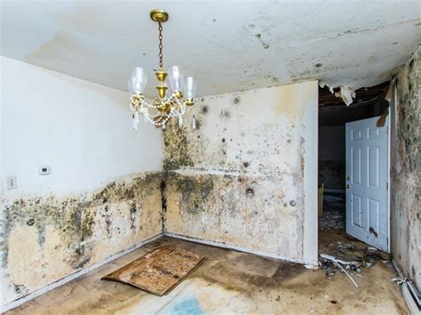 mold and toxic