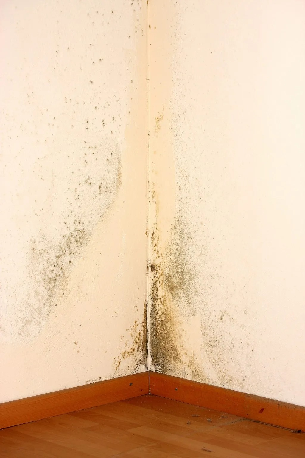 mold and toxic