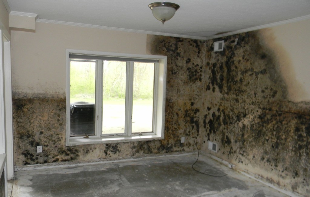 mold and toxic