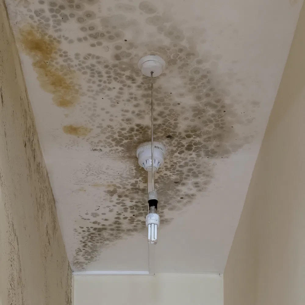 mold