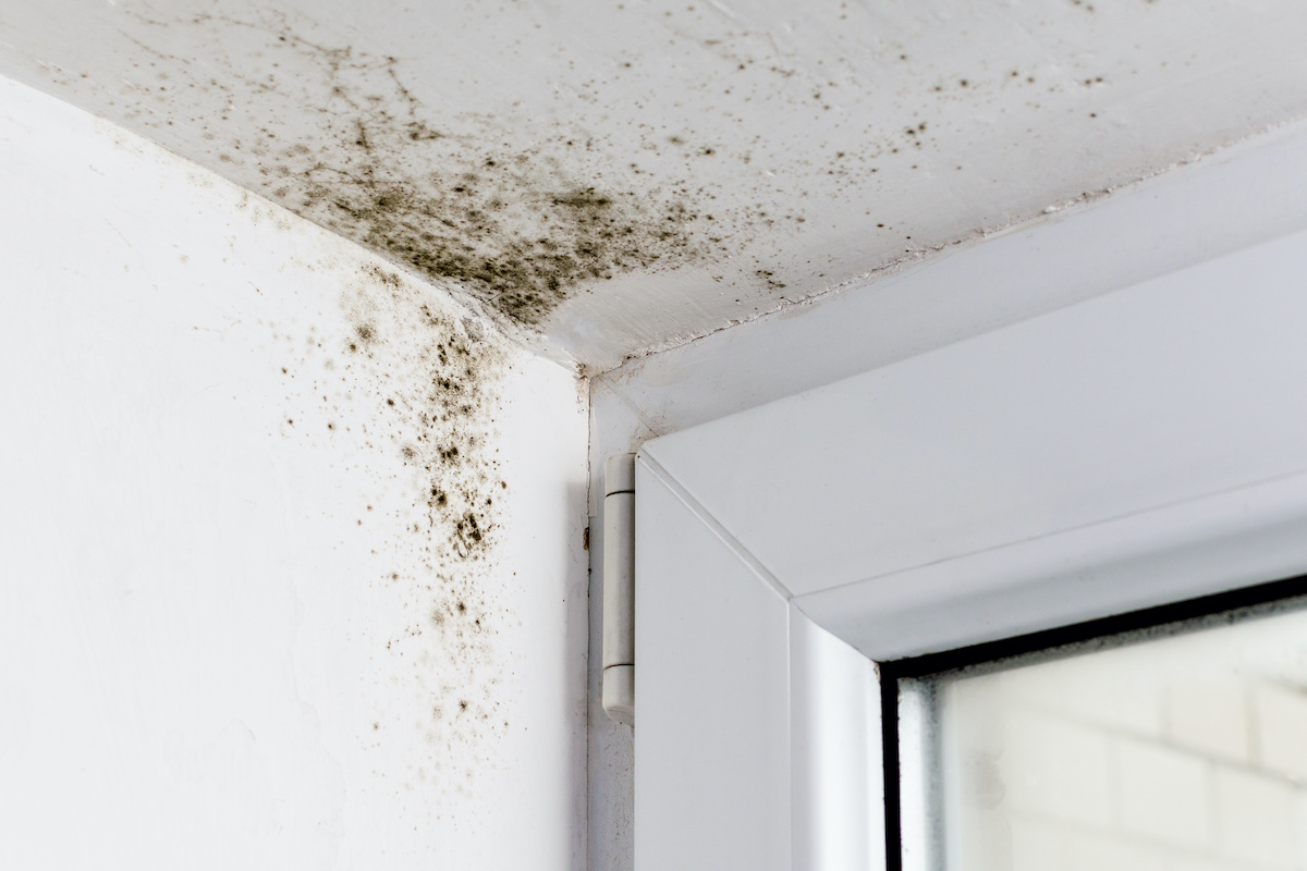 mold